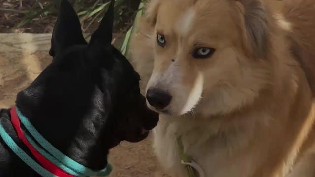 Watch his reaction when he’s told he’s a GOOD BOY for the first time