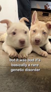 She Wasn't Supposed to Make It This Far — Lilly's Surgery Update