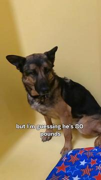 365 Days in the Shelter: German Shepherd Keeps Lonely Watch As People Overlook Him Day After Day 