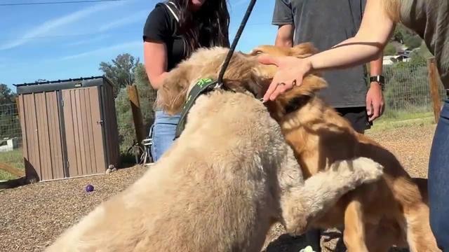 Salish Matter Eats Dog Treats to Save Dogs | Dog's Day Out