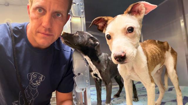 Dog Almost Went Blind Until THIS Happened