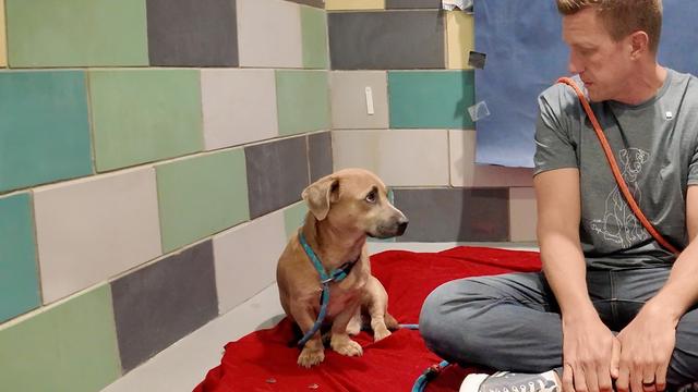 Can Dogs Smell Disease?