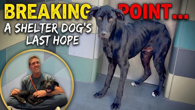 She Was Withering Away in Her Kennel..Then This Happened