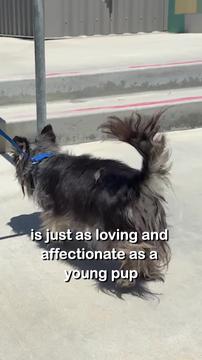Nobody Believed This Senior Dog Had a Chance - Until Now 