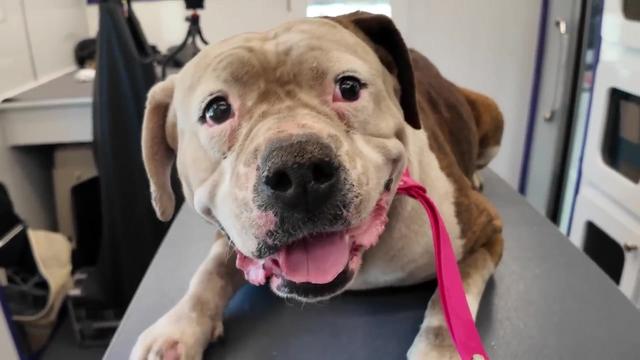 She is the dirtiest shelter dog I've ever seen! Watch her get her first Groom