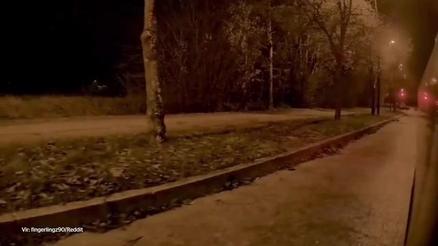 V Podutiku posneli čredo divjih svinj