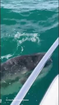 Impozantno bitje, posneto v Trstu: 