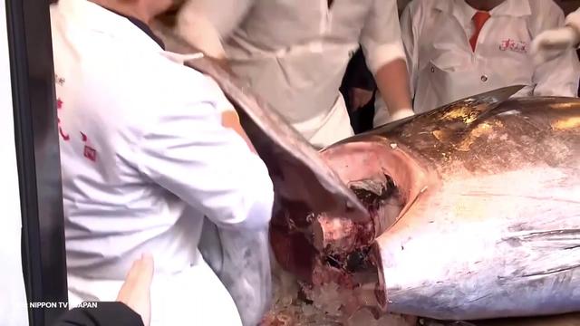 Za modroplavuto tuno plačal rekordnih 2,8 milijona evrov