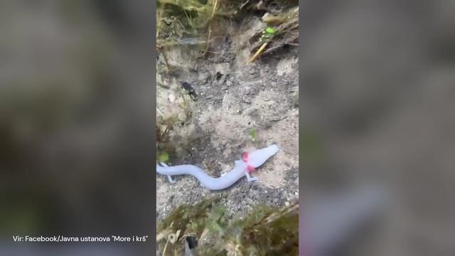 Nenavaden pojav: poplave v Dalmaciji na površje prinesle človeške ribice