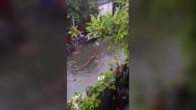 Strah in trepet: po poplavljenih ulicah plavajo pitoni