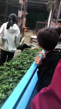 Grozljiv incident: levinja je zgrabila deklico, ki jo je poskušala hraniti