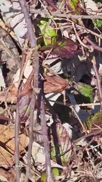 Oče in sin naletela na pet modrasov: 