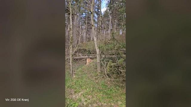 Veter veliko škode povzročil tudi v gozdovih