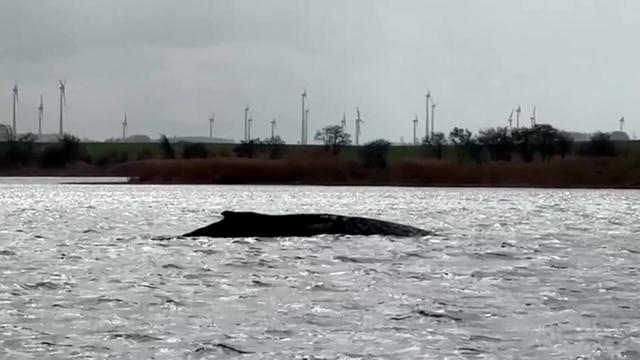 V Nemčiji je nasedel kit grbavec