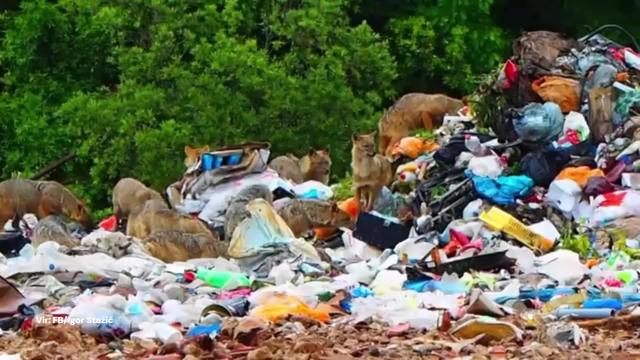 Srhljiv prizor s Pelješca: 