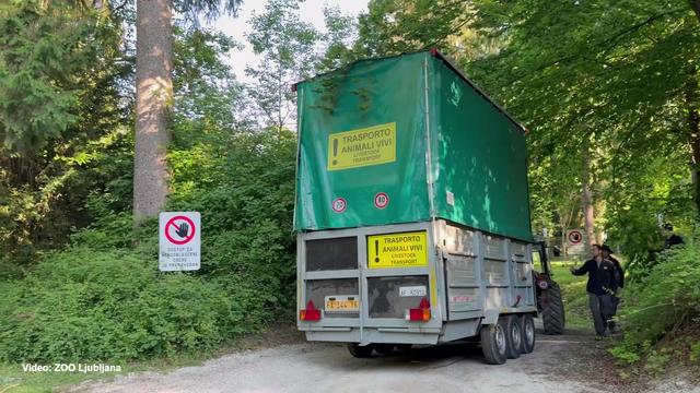 Spoznajte Pietruško, novo prebivalko ljubljanskega živalskega vrta