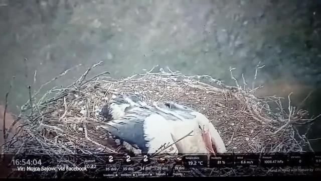 Prizor, ki je ganil splet: štorklja med točo z lastnim telesom zaščitila mladiče
