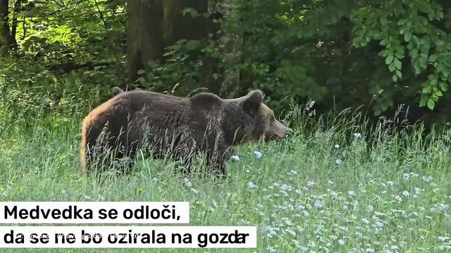 Gozdar naletel na medvedko z mladičema, en prizor ga je raznežil