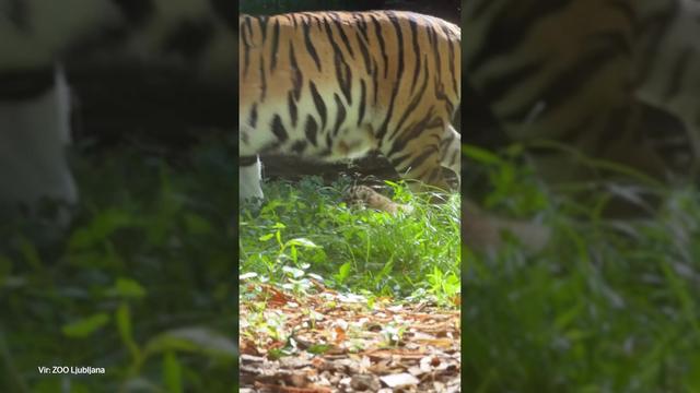 Iz živalskega vrta delili nov posnetek tigrčkov in jasno sporočilo obiskovalcem