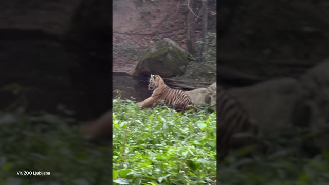 Male tigrice v ZOO Ljubljana ne dajo mami niti trenutka miru