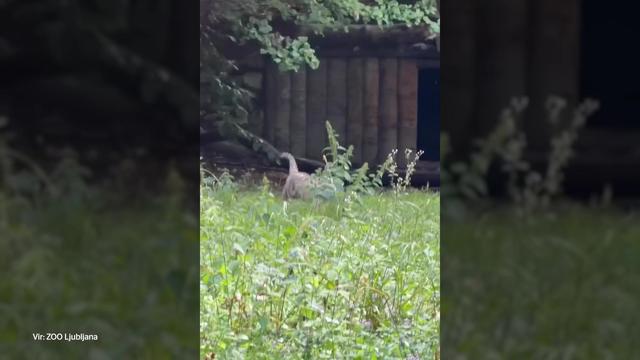 Iz ZOO Ljubljana delili nov prisrčen posnetek malih tigric