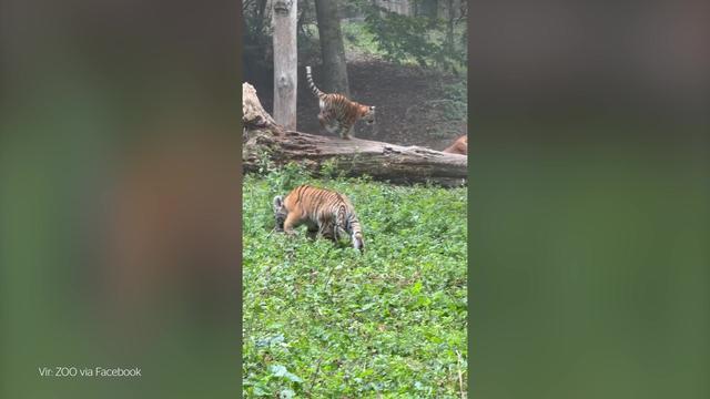 Iz ljubljanskega živalskega vrta prihaja nov čudovit posnetek, tako velike so že tigrice
