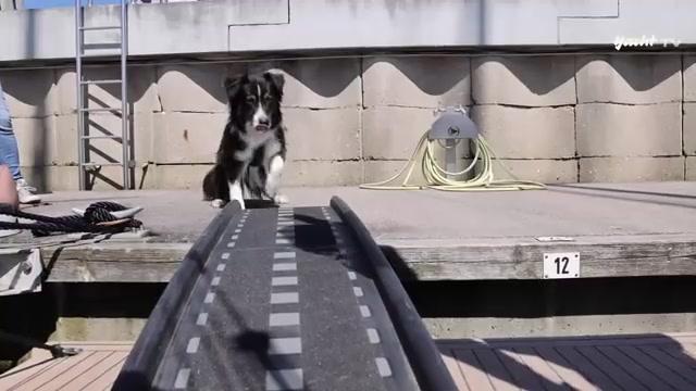 Segeln mit Hund - unsere Profi-Tipps für den entspannten Bordalltag