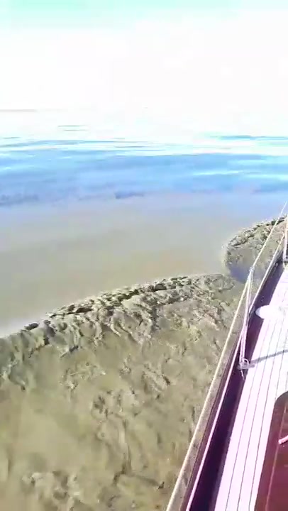 Starke Blaualgen-Blüte erfasst weite Teile der Ostsee