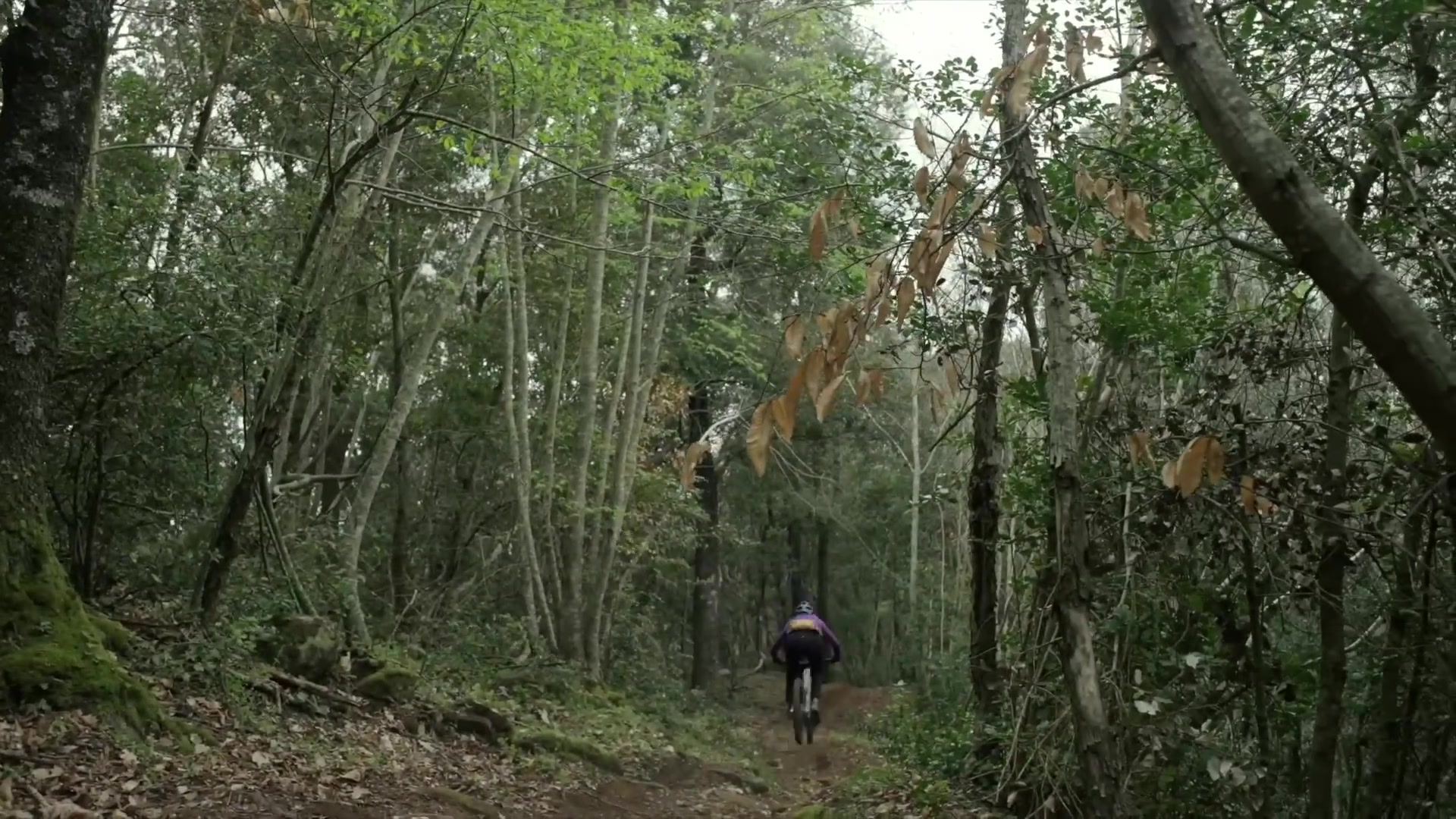 Canyon Strive:On CFR vs. Canyon Torque:On CF